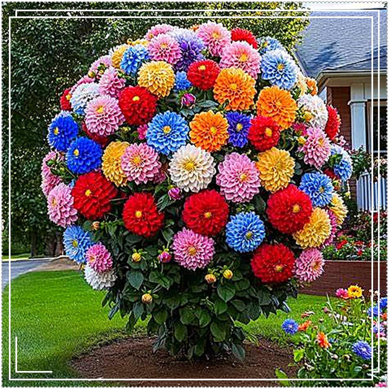 Dahlia Bulbs Mix for Planting Now UK/Greening Flower/Good for Containers/Strong Plants That Grow Well/Natural Organic/Cut Flowers/Wedding Flowers.-10bulbs-F