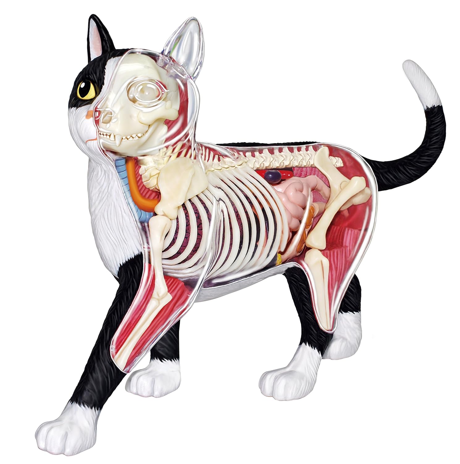 4D Master Vision Cat Skeleton & Anatomy Model Kit Toys