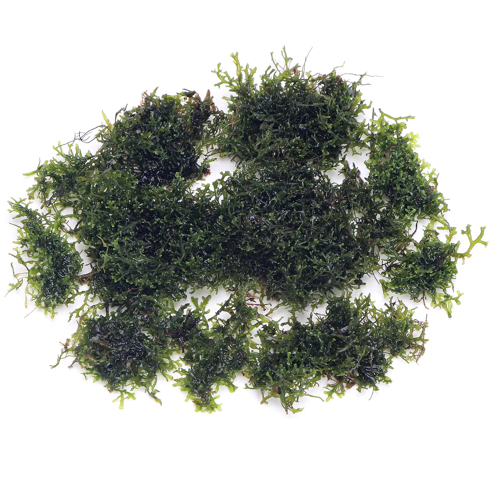 K2AQUA 10 Grams Mini Pelia Riccardia Chamedryfolia Coral Moss Live Aquarium Plants Freshwater Tropical Tank