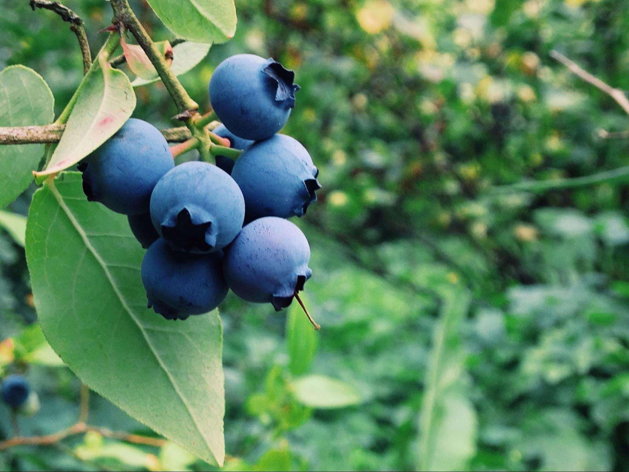 Heidelbeeren Dünger Blaubeeren Beet Kübel Pflanzen Beerendünger 500m2 NPK 10kg