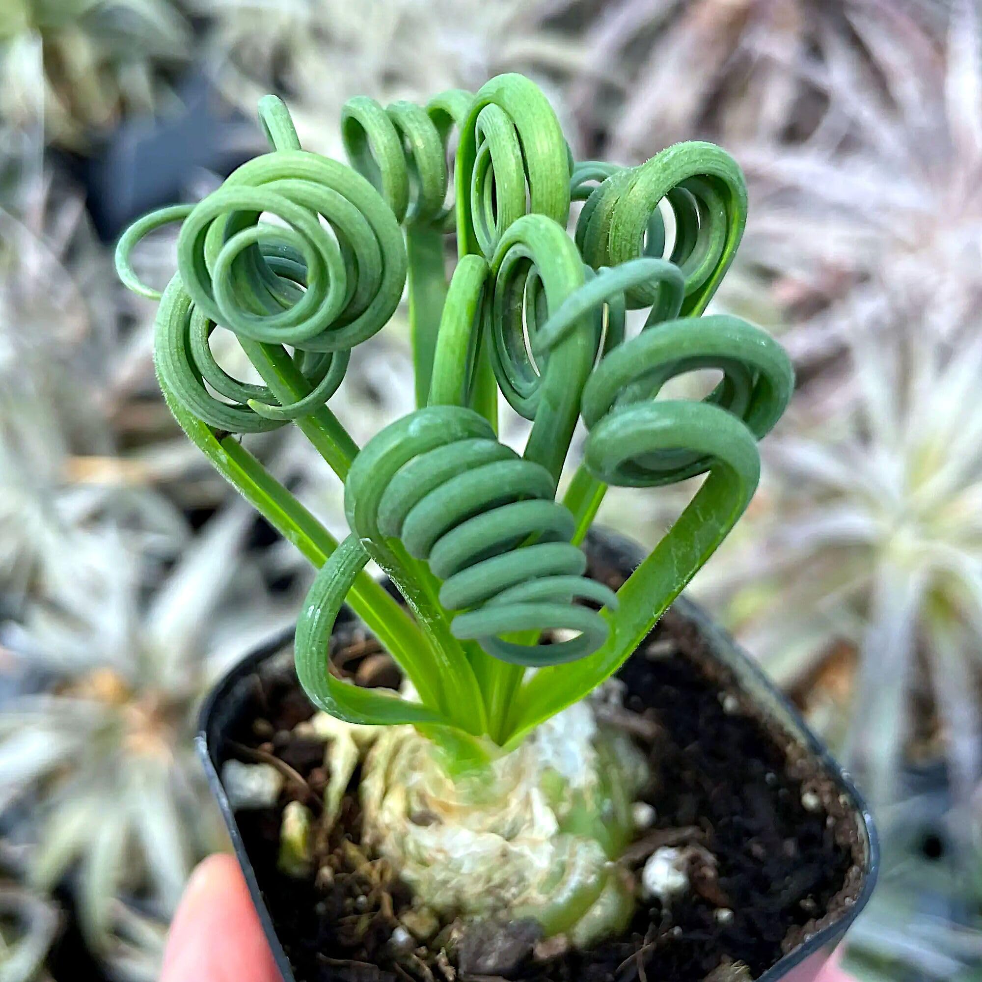シァルプランツ Albuca spiralis 'Frizzle Sizzle', Corkscrew Albuca, Spiral Leaved