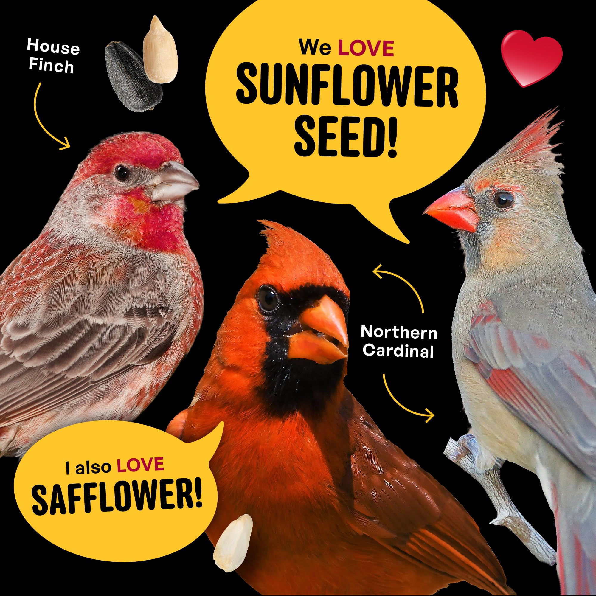 Cool Birds Cardinal & Crew - Semi di uccelli selvatici – 4,5 kg di olio nero di girasole, cuori di girasole e miscela di cartamo per cardinali, grosbeaks e pulcini – Mangime per uccelli da esterno