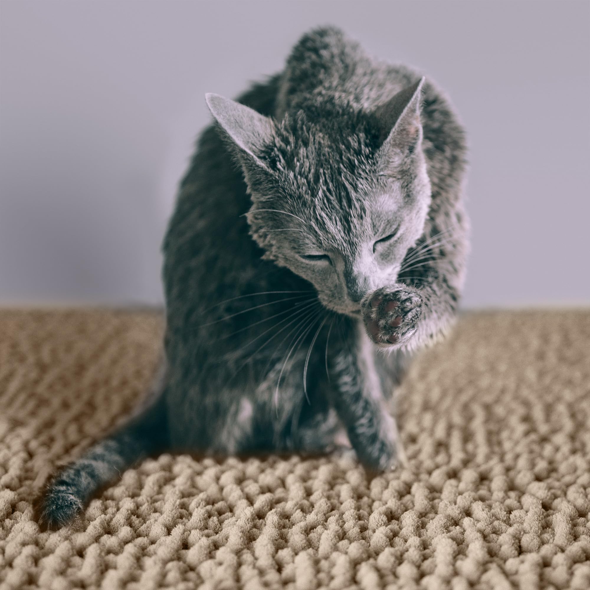 CatGuru Katzenklo Matte, Medium, Extra Large, XXL, wasserdichte Katzentoilette, rutschfeste Kitty Litter Matte, Maschinenwaschbare Katzenklo Fangmatte, weiche Katzentoilette, Katzensachen (XXL,