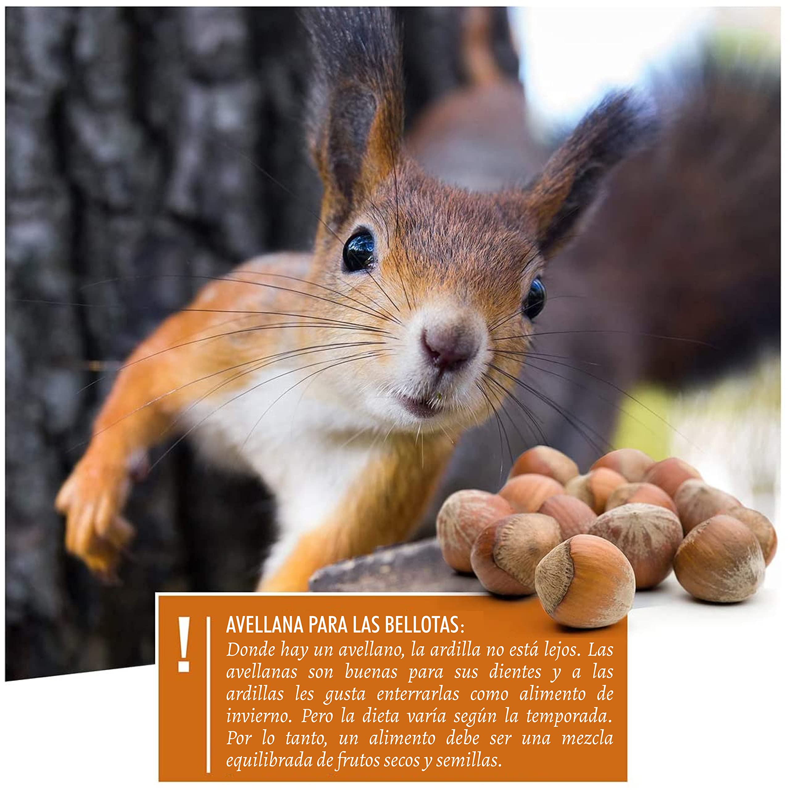 wildtier herz I Alimentación para Ardillas 1kg I Comida de Ardillas para Alimentos - Alimento para Ardilla