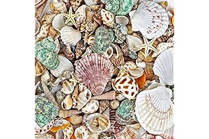 WFPLUS 200+Pcs Bag of Natural Seashells for Beach, Home, and Craft
