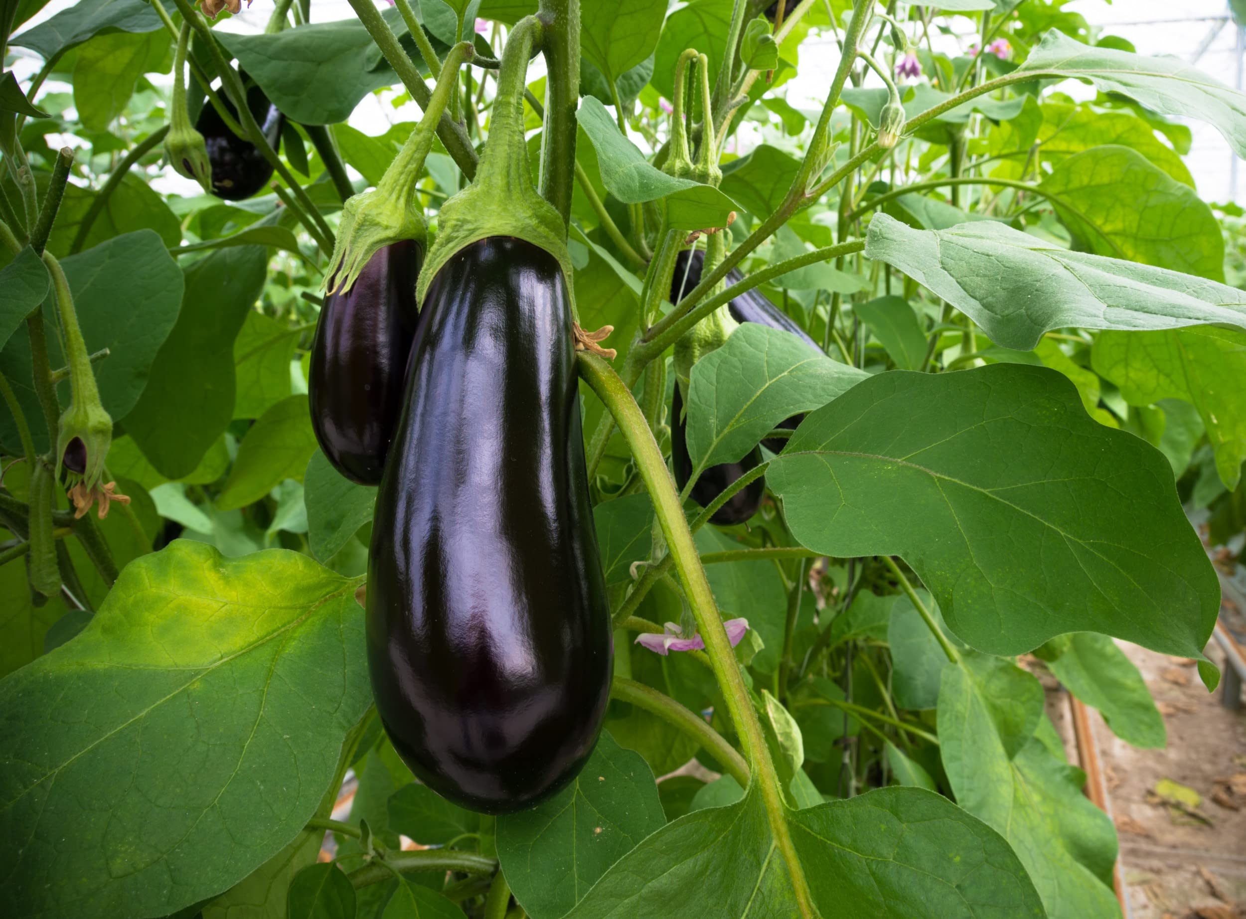 Green Horizon Black Beauty F1 Hybrid Brinjal seed Organic seed (Pack of 100) (B0C57DYT7F) Amazon Price History, Amazon Price Tracker