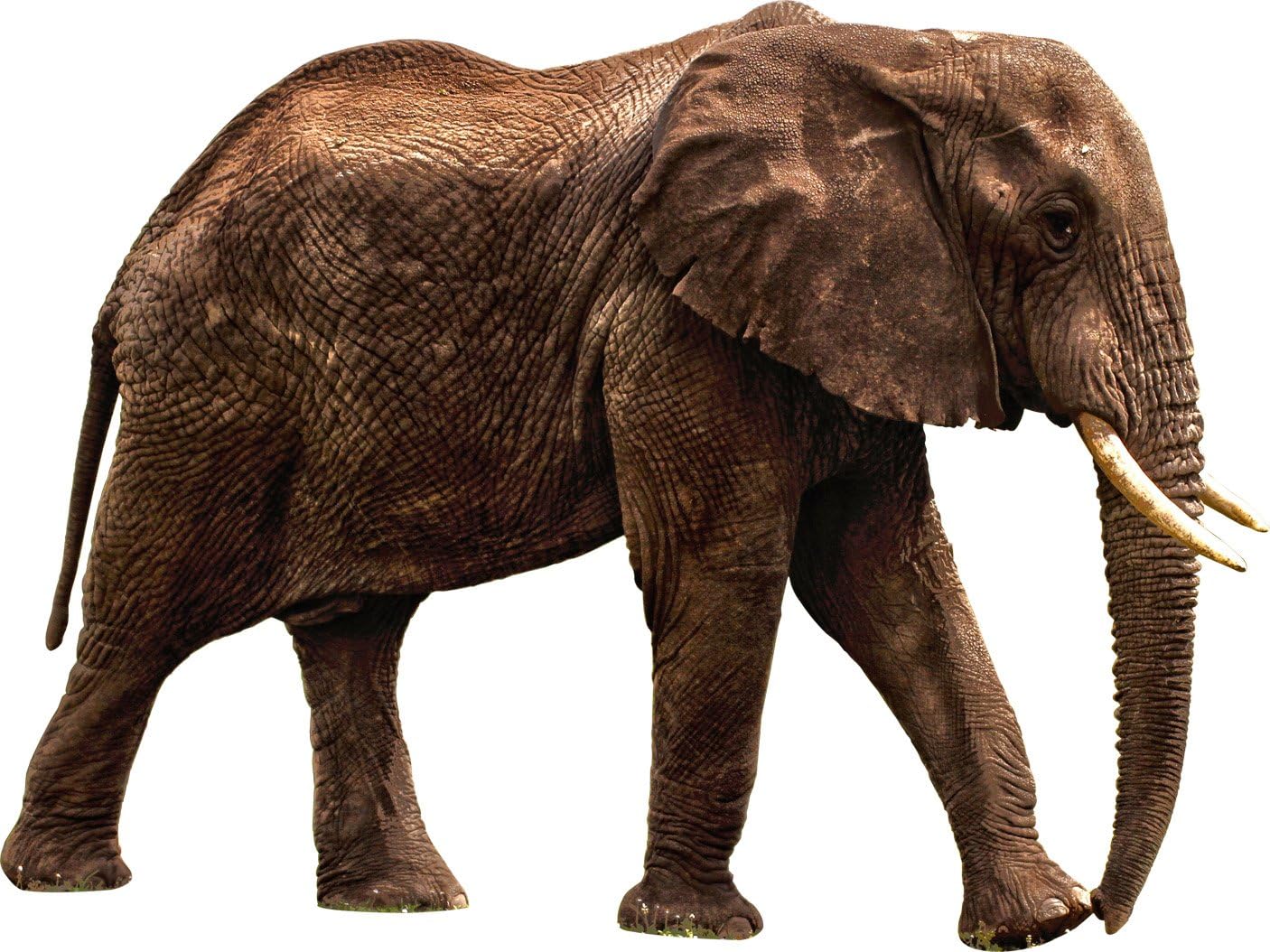 Large African Elephant Vinyl Wall Decal - Safari Elephant Wall Sticker, Big Wall Decor VWAQ-PAS13 (28" H X 45" W)