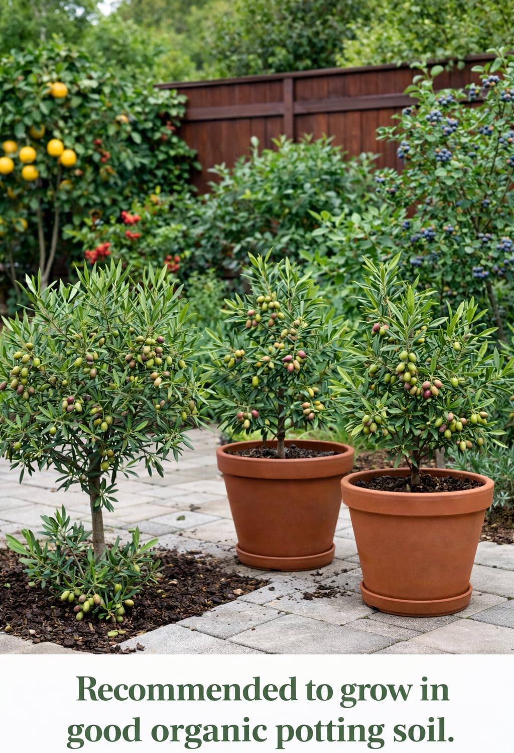Olive Trees Arbequina (Black) Includes Four (4) Live Plants
