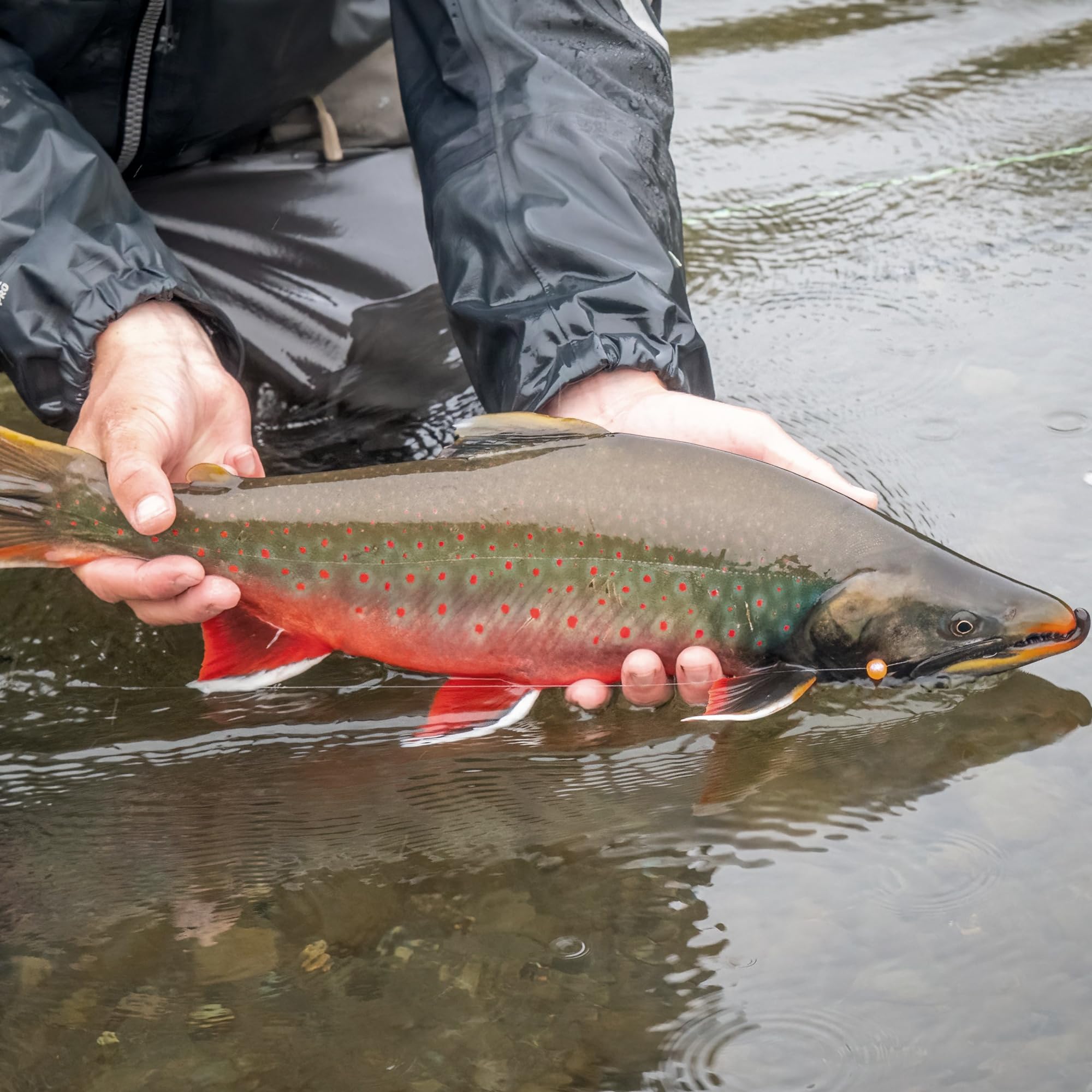 Poppers for Bass Trout and Game Fish - Frog Popper - Amphibious Assault - Hook Size 04 - Premium Build