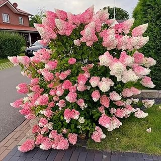50 Pink and White Hydrangea Seeds – Cone Bloom Variety for Garden Borders and Landscape Beauty