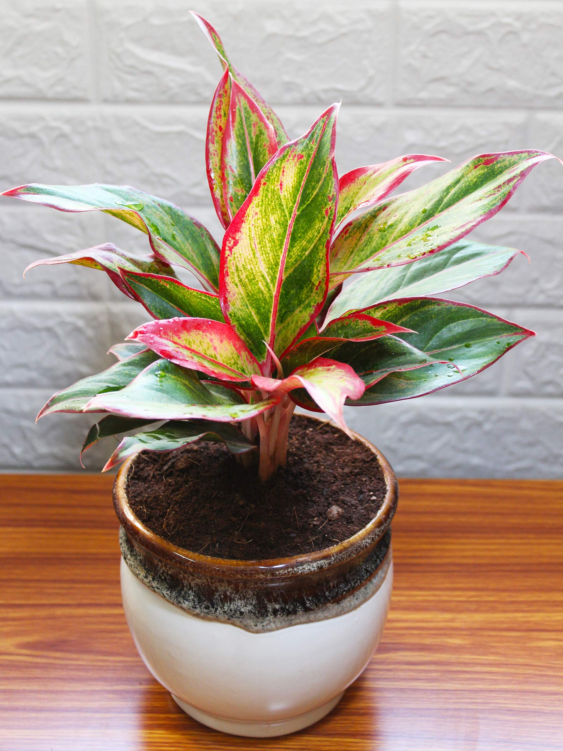 Rolling Nature Red Aglaonema Siam Aurora Chinese Evergreen Plant In White Drip Glazed Pitcher Ceramic Pot (B07JV9D8J9) Amazon Price History, Amazon Price Tracker