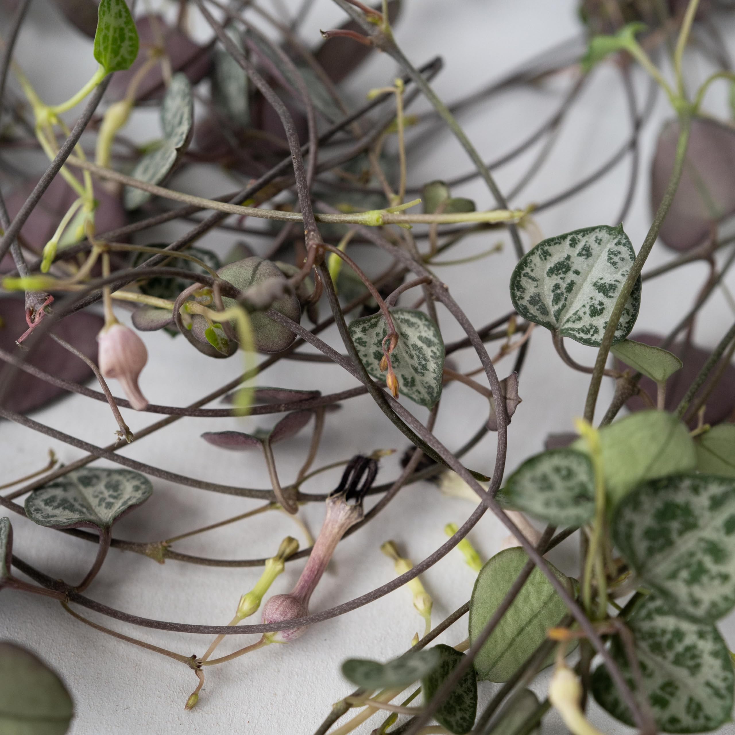 Plant in a Box - Ceropegia linearis Woodii - 2er Set - Lampionpflanze - Kettenpflanze - Topf 14cm - Höhe 20-30cm