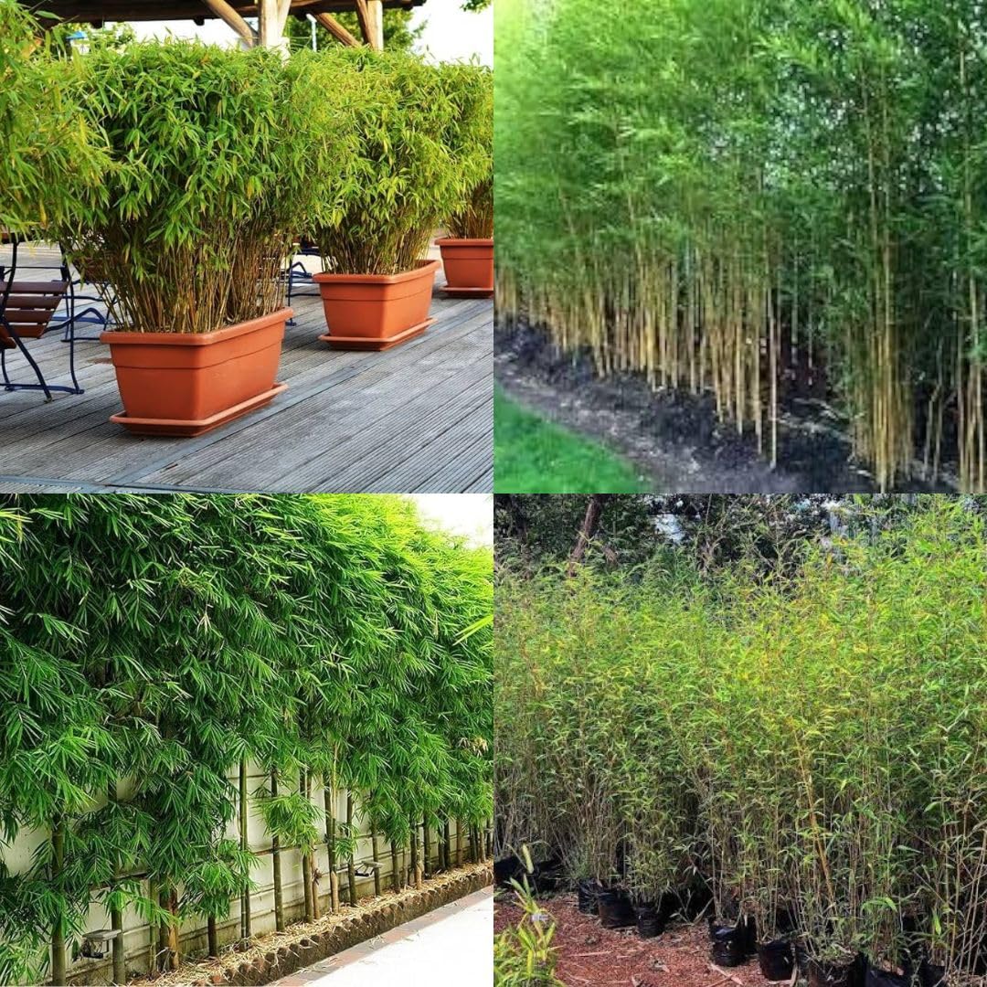Nutan Wall Bamboo Plant Fence seeds, Nutan Wall Fence Bamboo plant seeds pack of 200-image-31