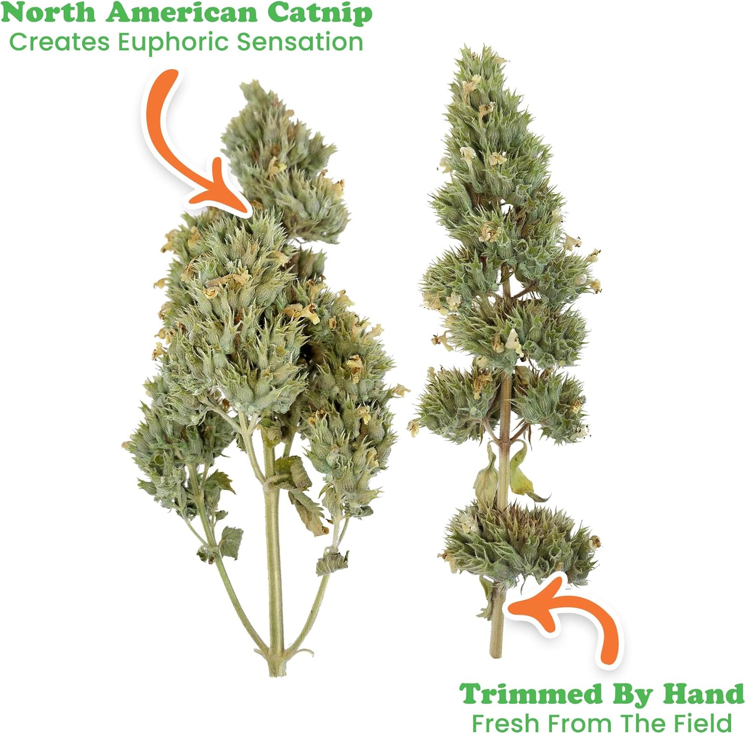 Meowijuana | Cigar Box | Grand Daddy Purr Catnip Buds | Premium Organic Catnip | Grown in North America | Perfect for Cat Toys