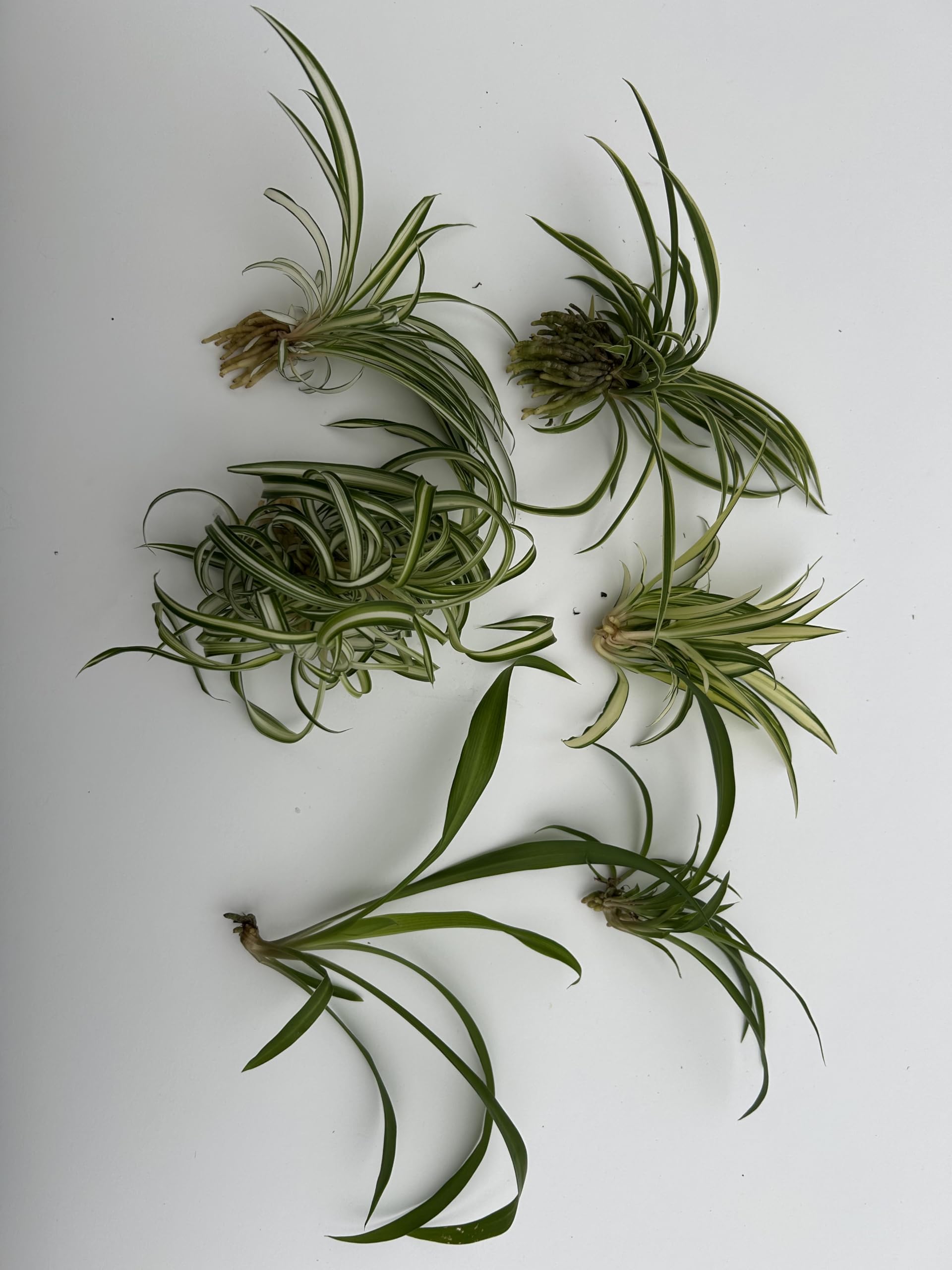 6 Pack Spider Plant Babies