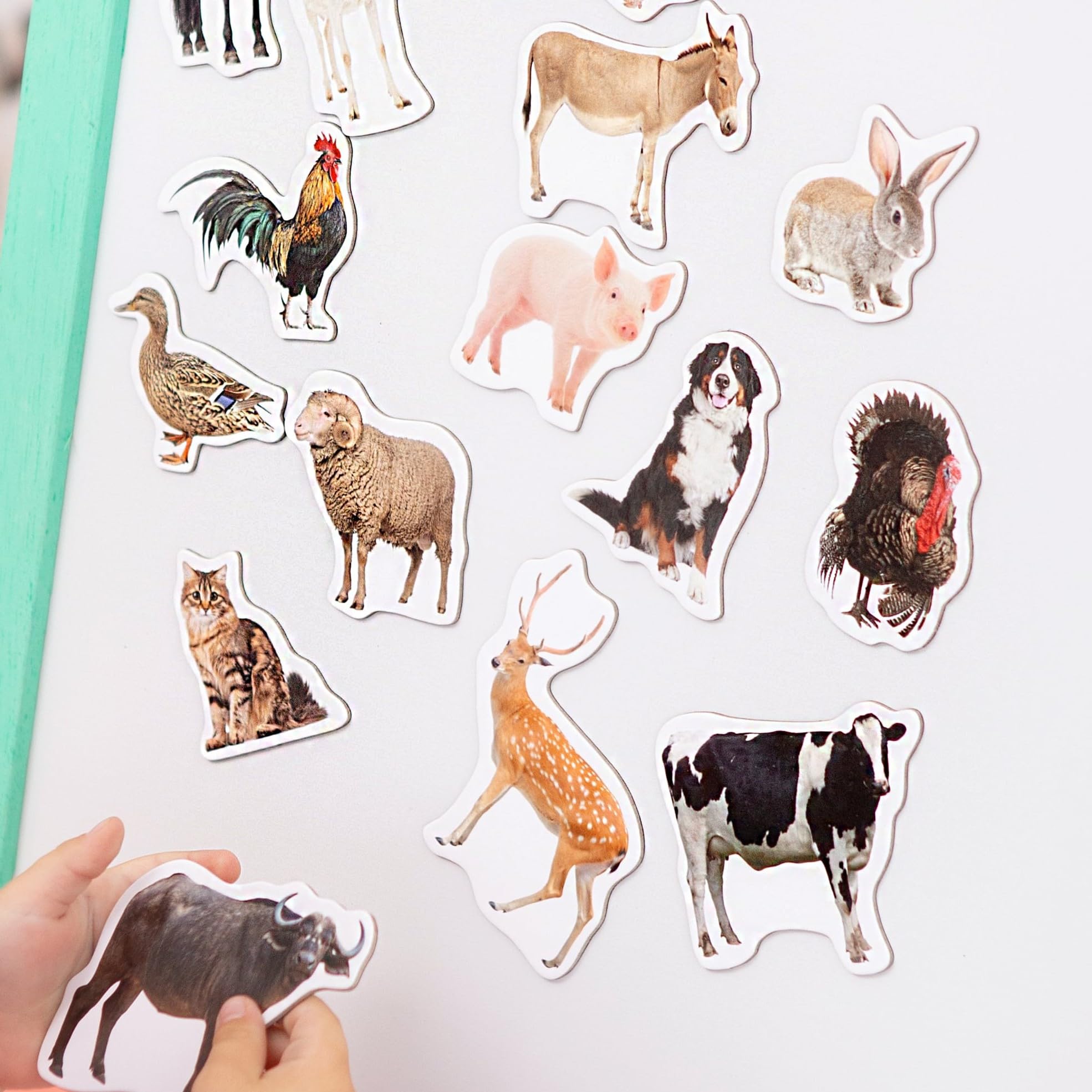 Tiermagnete für Kinder – 85 Zoo Bauernhof, Früchte, Gemüse Magnete | Realistische Magnettiere für Kühlschrank, Whiteboard in großer Blechdose – Montessori Lernspielzeug für Vorschule, Zuhause