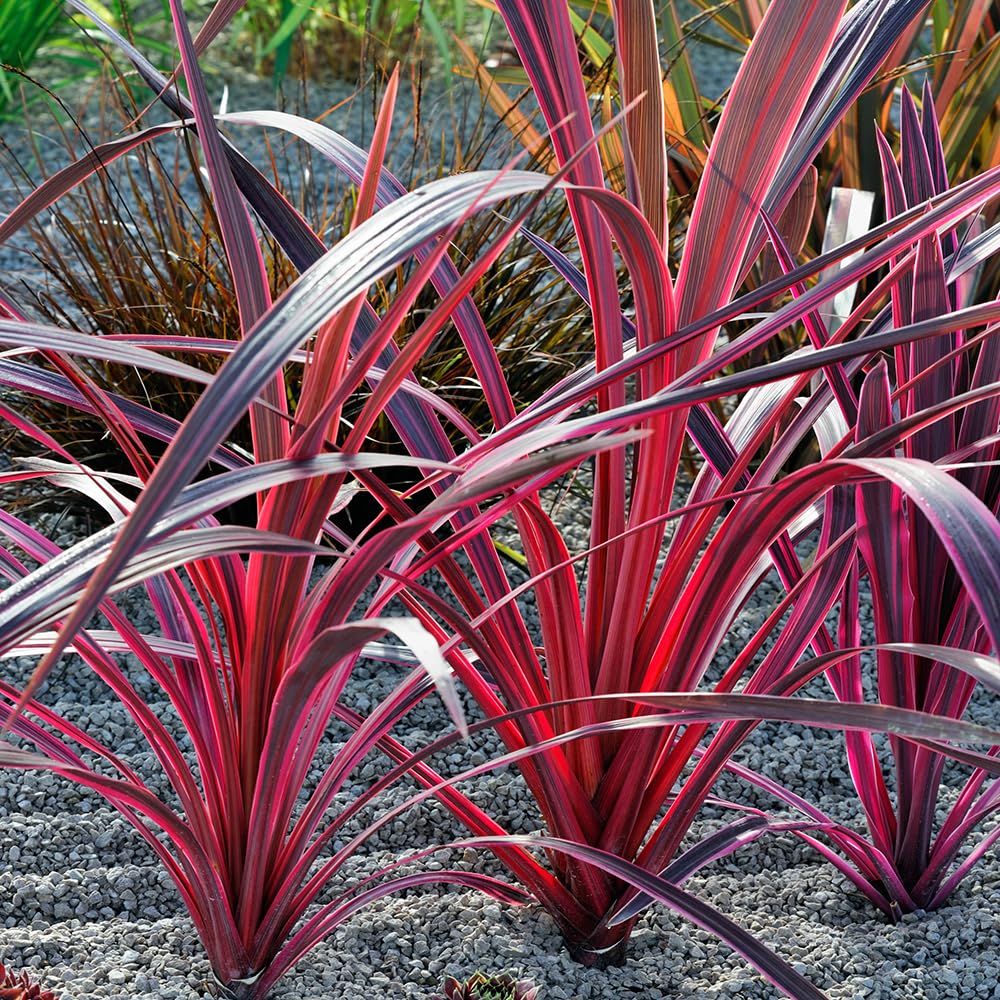 YouGarden Cordyline 'Pink Passion', Exotic Foliage, 9cm Potted Plant, Ready To Plant, Patio Garden Colour
