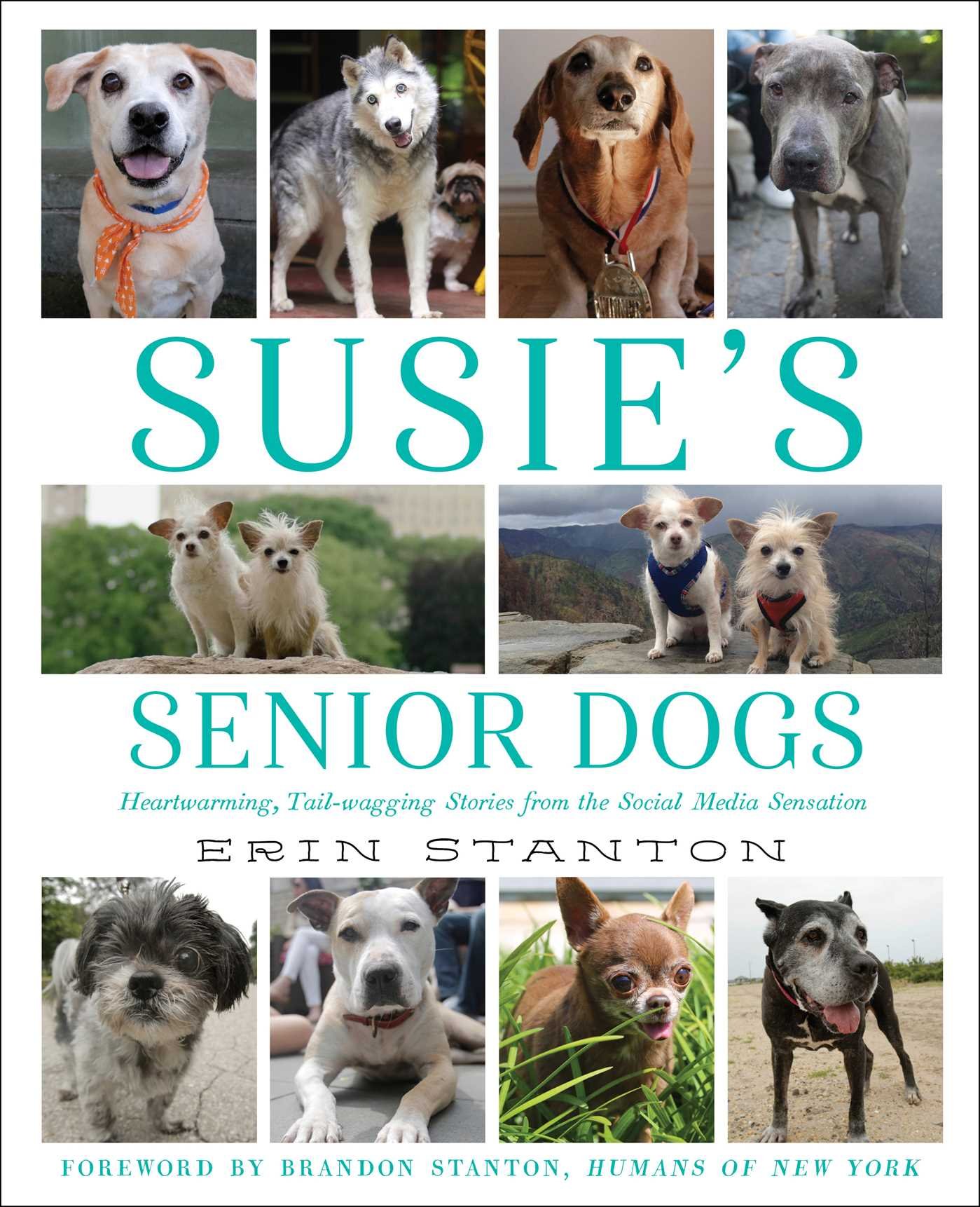 Susie's Senior Dogs