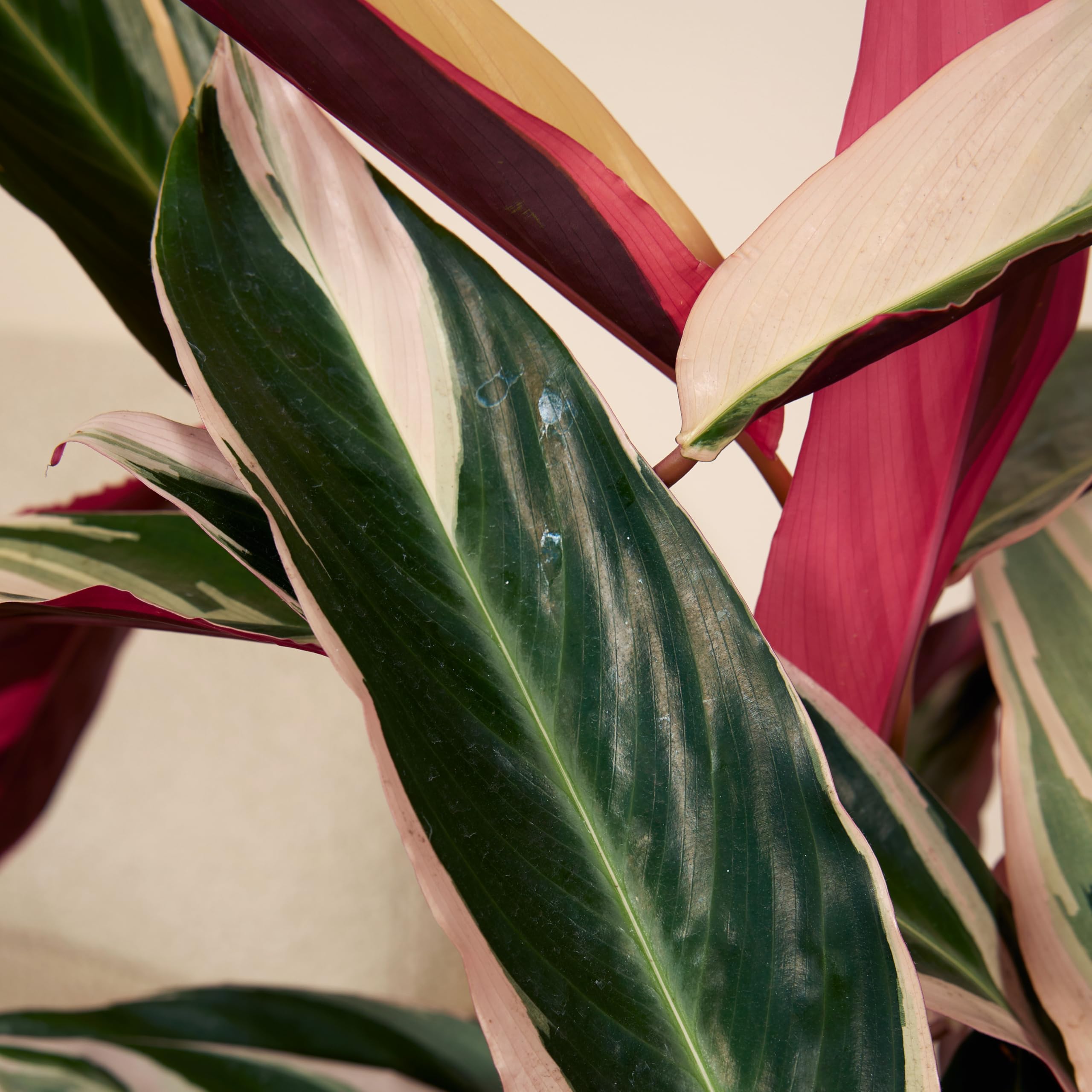 Bloomique - Juego de 2 - Calathea Triostar - Planta Pavo Real - Plantas de Interior - Purifica el Aire - Apto para Mascotas - 40-60 cm de Altura - Maceta de 19 cm