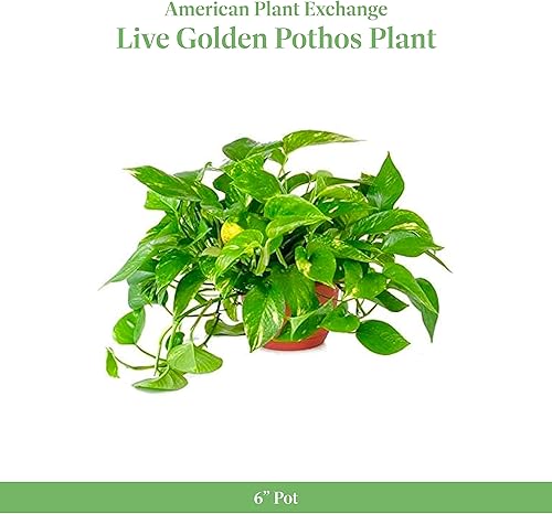 Miniatura 2 de American Plant Exchange Golden Pothos – Maceta de 6 pulgadas – Planta de interior viña viña viva de fácil cuidado, planta de interior purificadora