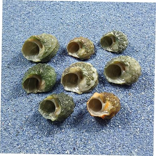 Miniatura 9 de NOLITOY 200 piezas de decoración de caracol de siete estrellas, decoración de escritorio de trabajo, decoración de escritorio de oficina, accesorio