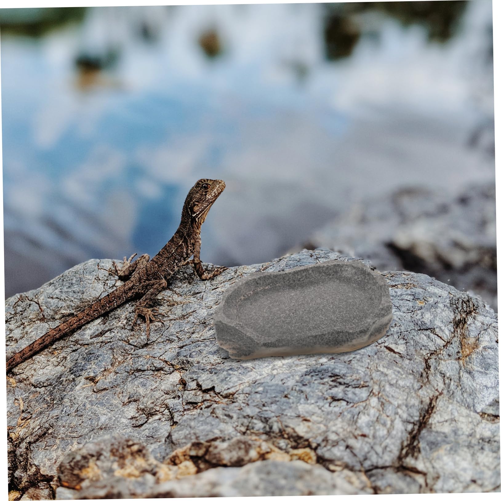 Milisten 4piezas Tazón De Resina para Alimentación De Reptiles Cuenco Simulación De Piedra para Comida y Agua De Mascotas como Lagartijas y Ranas