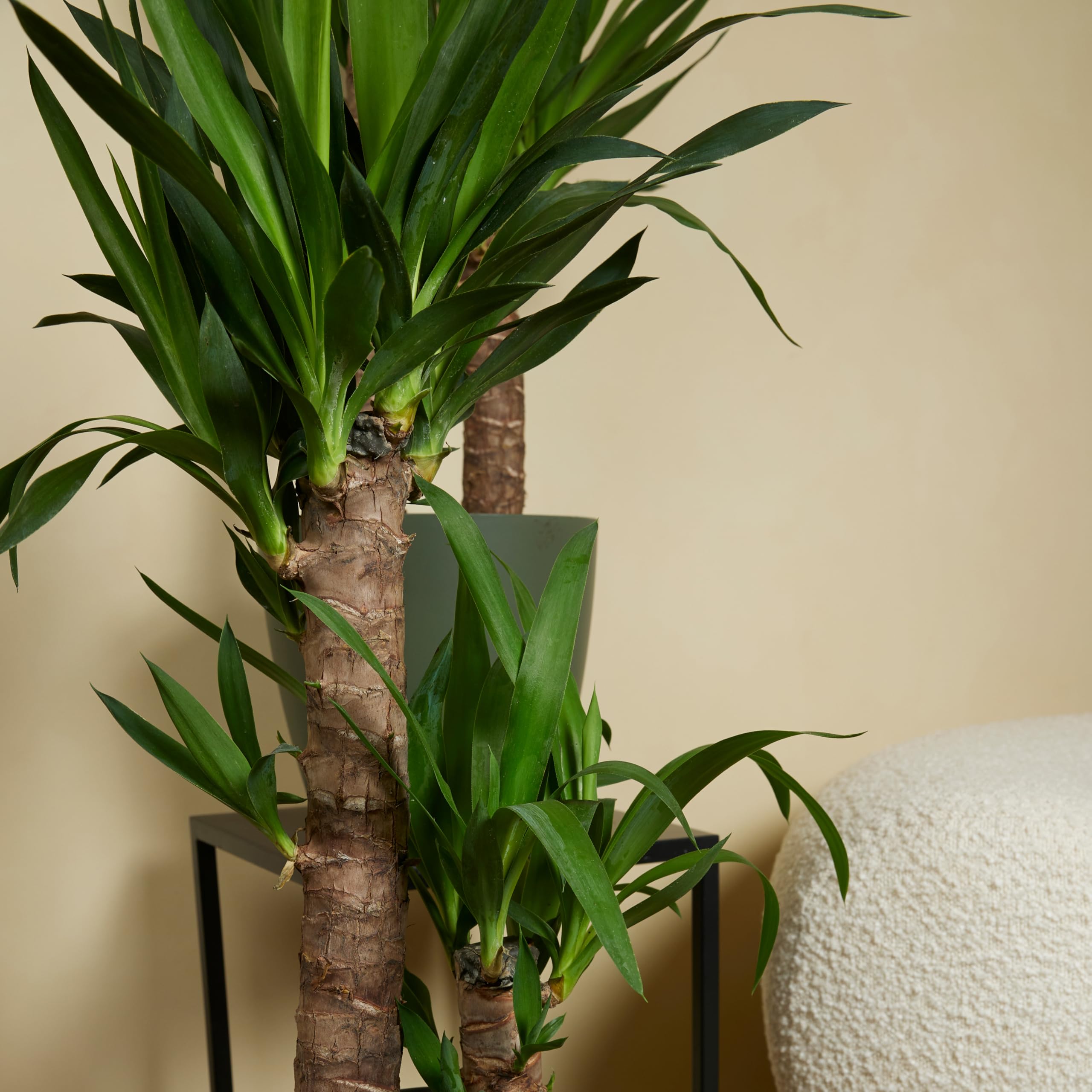 Bloomique - Set di 2 - Yucca elephantipes - Giglio delle palme - Pianta da interno - Purifica l’aria - Facile da curare - Alte 60-70 cm - Vaso 17 cm