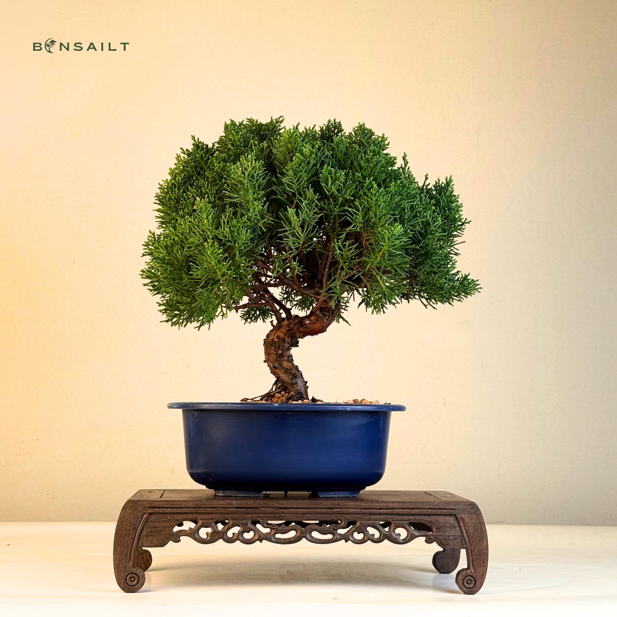 Bonsai Baum in einem Plastiktopf - Juniper Chinesis Kishu aus Japan - Chinesis Wacholder (21 cm Schale, 30-35cm Höhe)