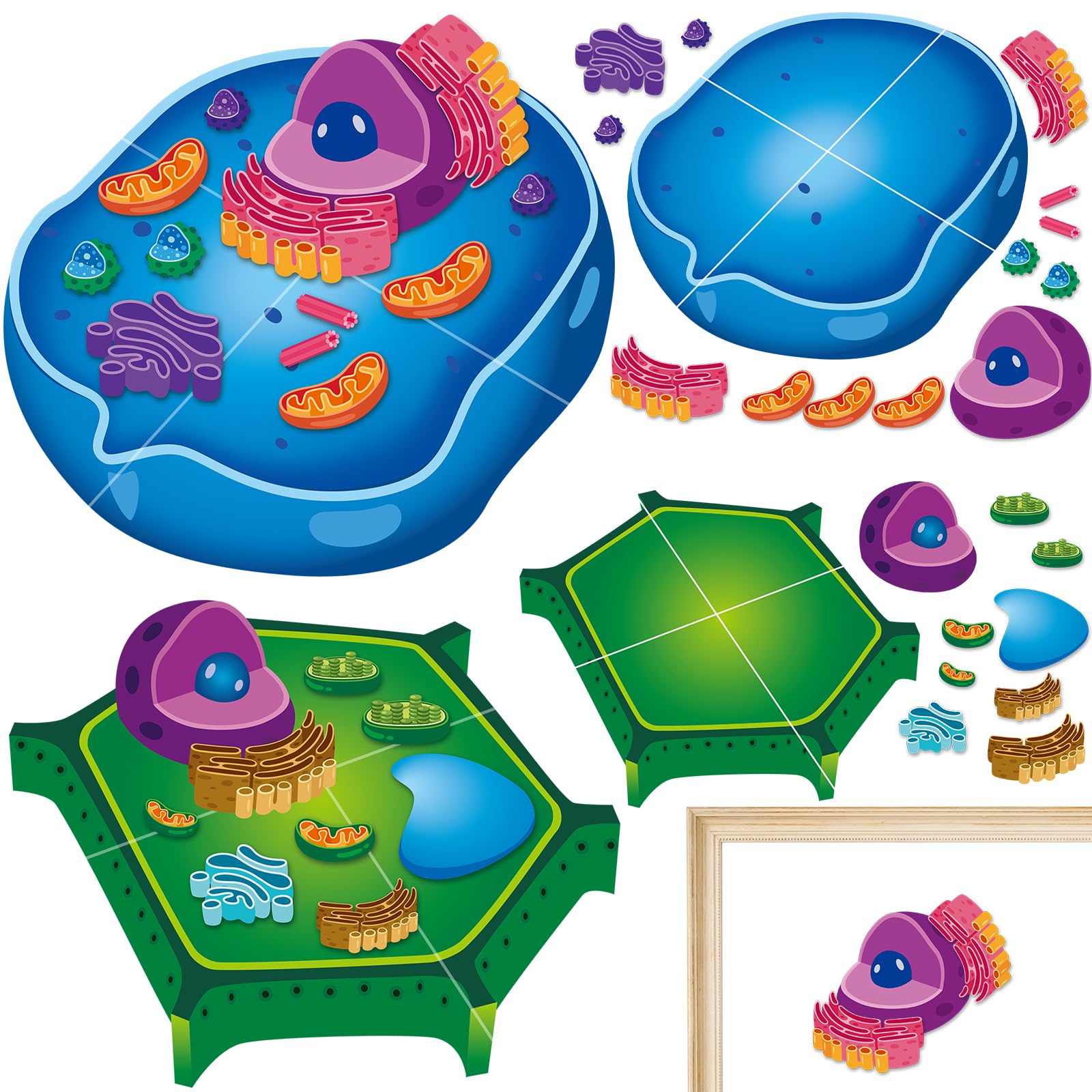 Photo 1 of 2 Set Magnetic Animal and Plant Cell Model Clearly Magnets Anatomy Models Educational Science Kits Back to School Biology Classroom Decor for Lab Decorations Teacher Must Haves Learning Teaching Aid