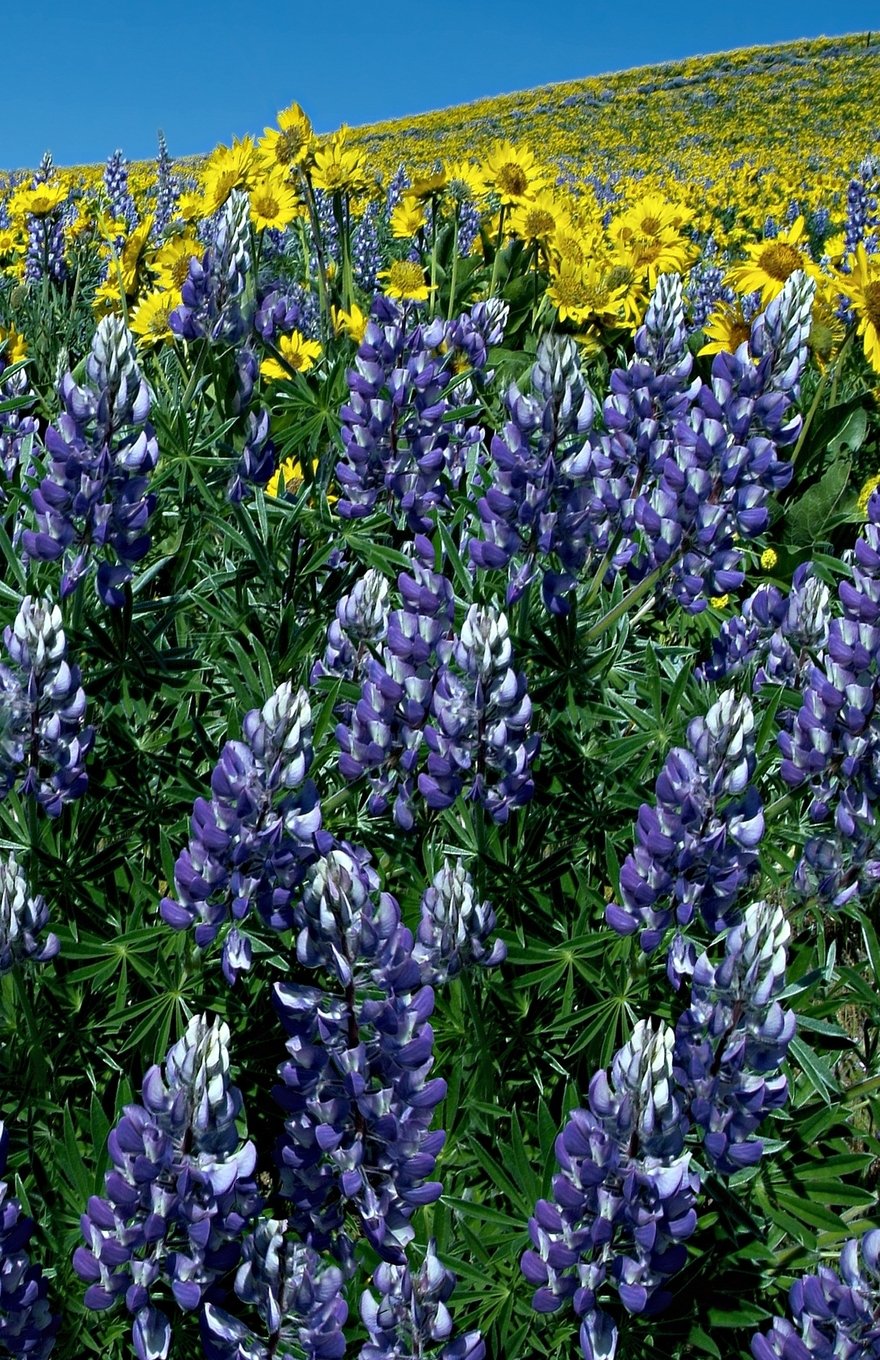 Journal: Texas Bluebonnets: Blank Lined Journal, 120 pages, 5.5" x 8.5", Field of Bluebonnets, Soft Cover, Matte Finish (Floral Journals)