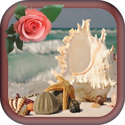 Seashells Images Wallpapers App on Amazon