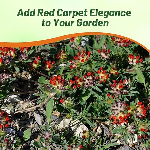 Miniatura 7 de Outsidepride 100 semillas perennes de flores rojas Anthyllis semillas de cobertura del suelo para plantar