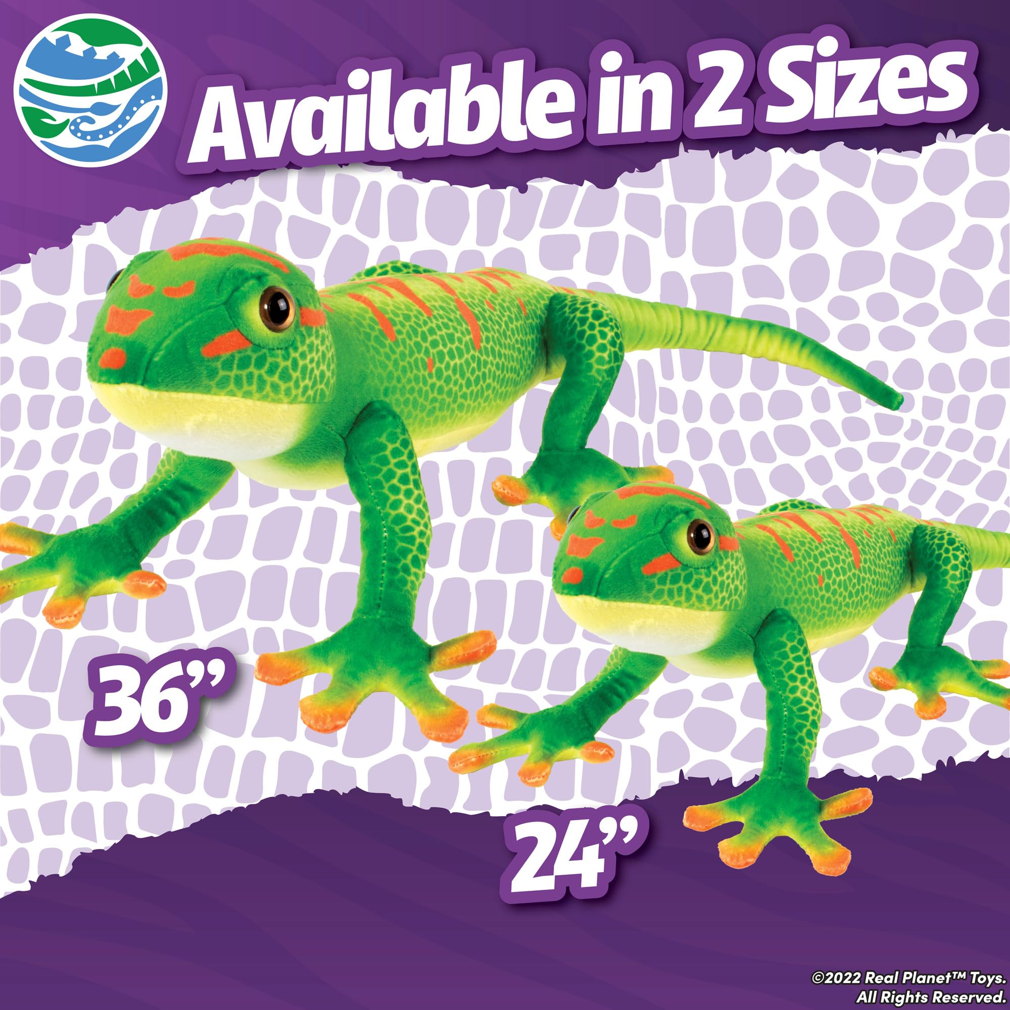 Amazon.com: Real Planet 24
