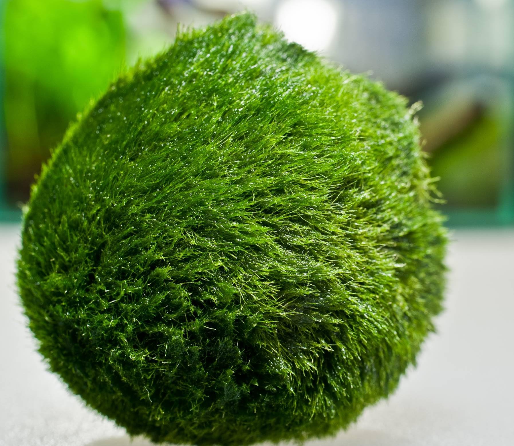DK Aquatics MARIMO MOSS BALLS LIVE TROPICAL AQUARIUM PLANT (3cm (2 balls))