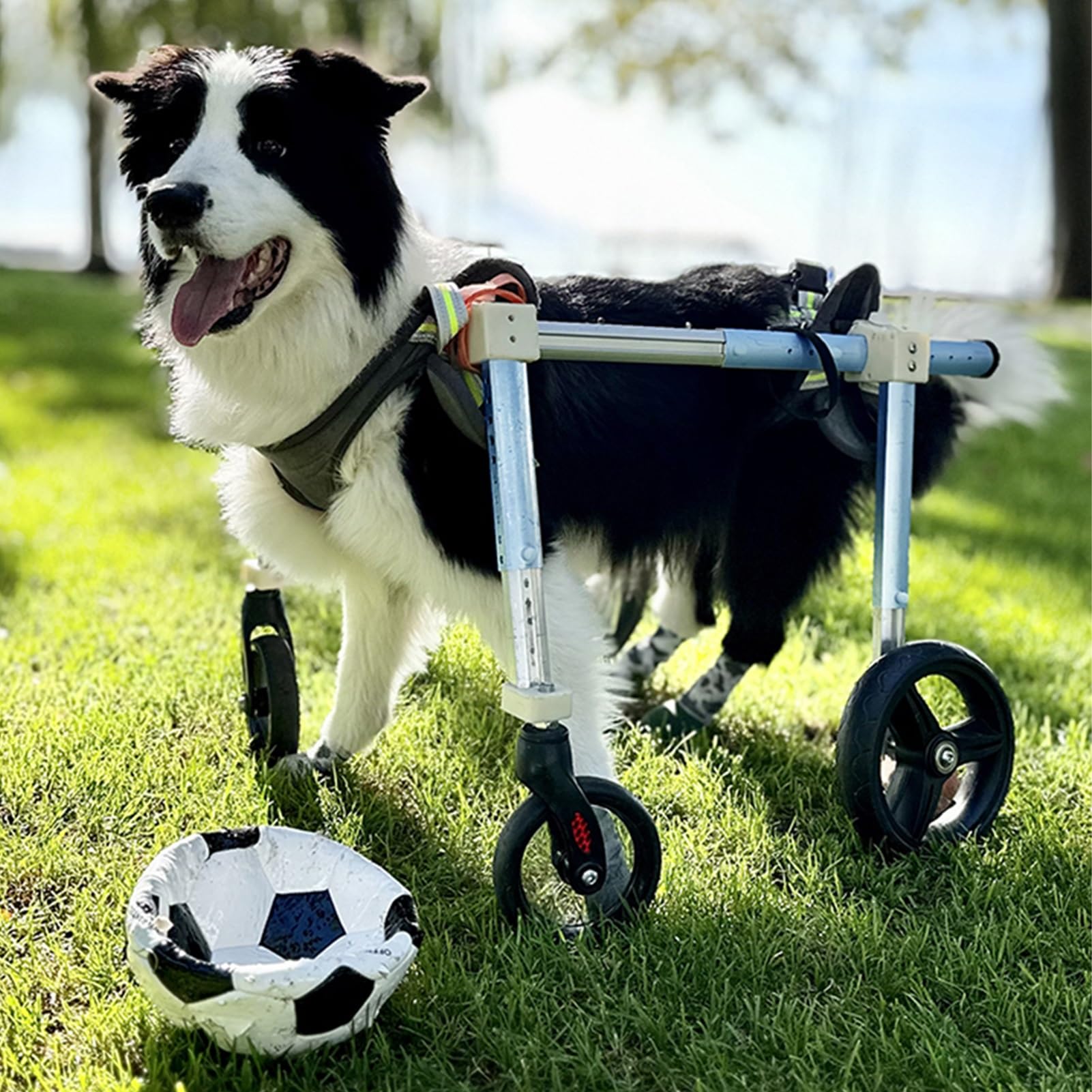 Fauteuil roulant pour chien handicapé et chat | Chariot d'aide à la marche