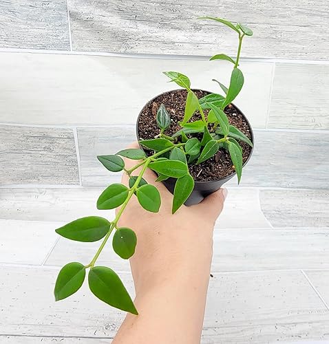Hoya Bella Lanceolata Maceta de 4 pulgadas para vivero, plantas tropicales exóticas vivas y raras, plantas de interior fáciles de cultivar, regalo