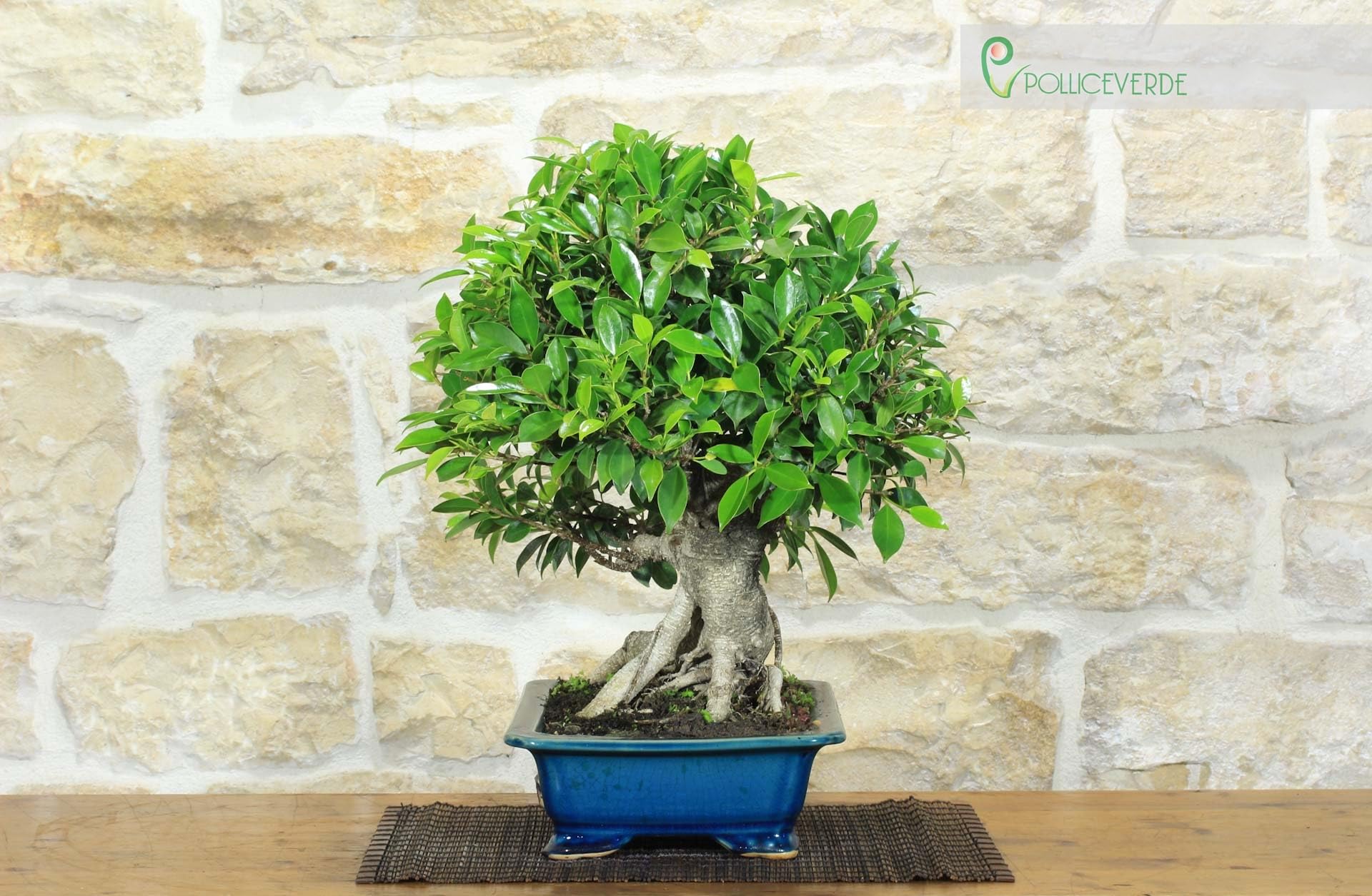 Bonsai di Ficus Retusa (162)