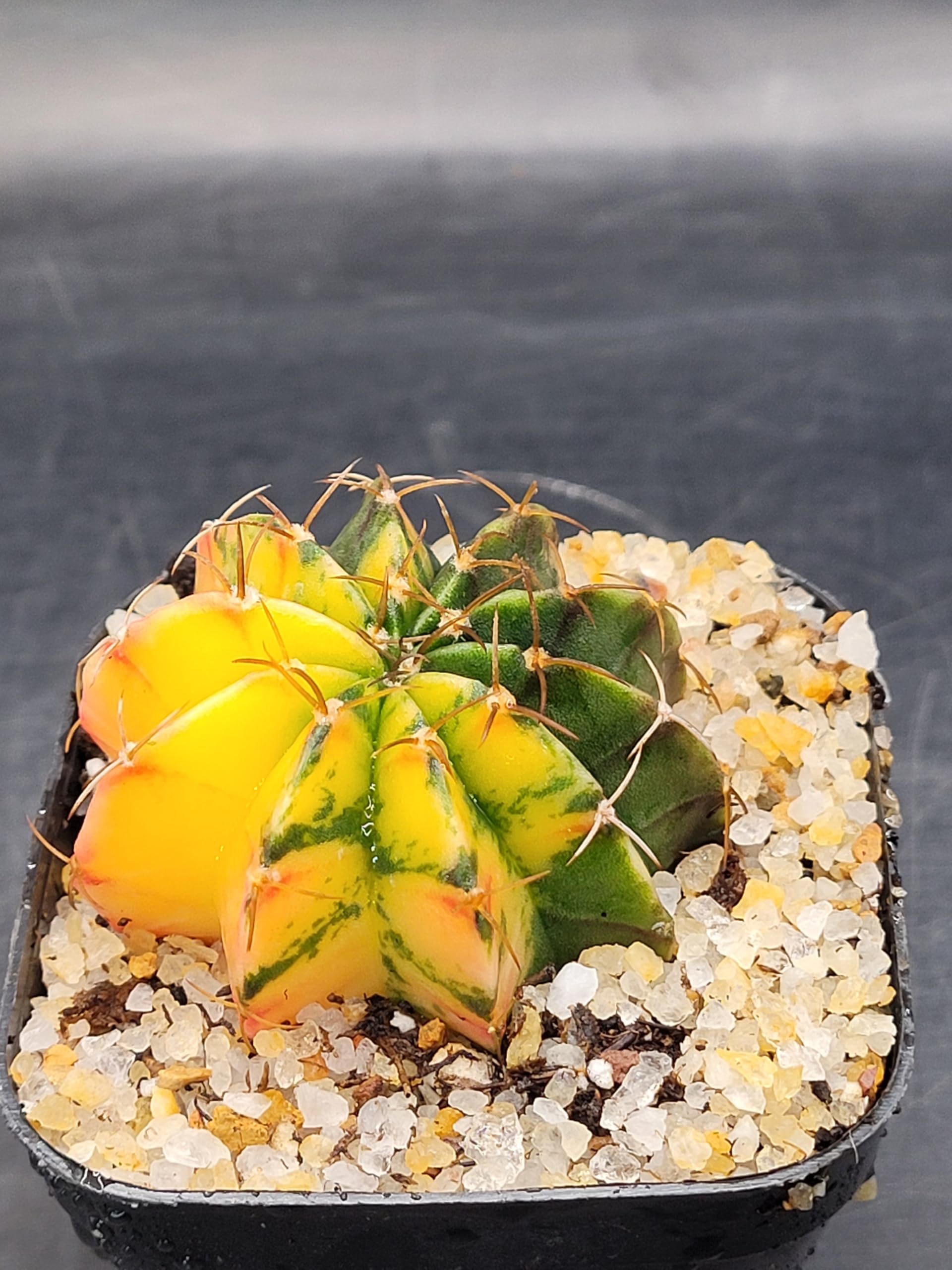 Amazon.com : Gymnocalycium Mihanovichii Variegated Cactus, 2-2.5 inch,  Colorful Moon Cactus (1) : Patio, Lawn & Garden