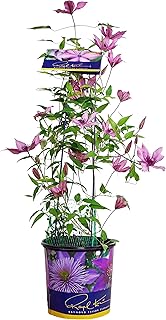 Raymond Evison Clematis - Clematis Giselle (Clematis) Perennial, pink fl...