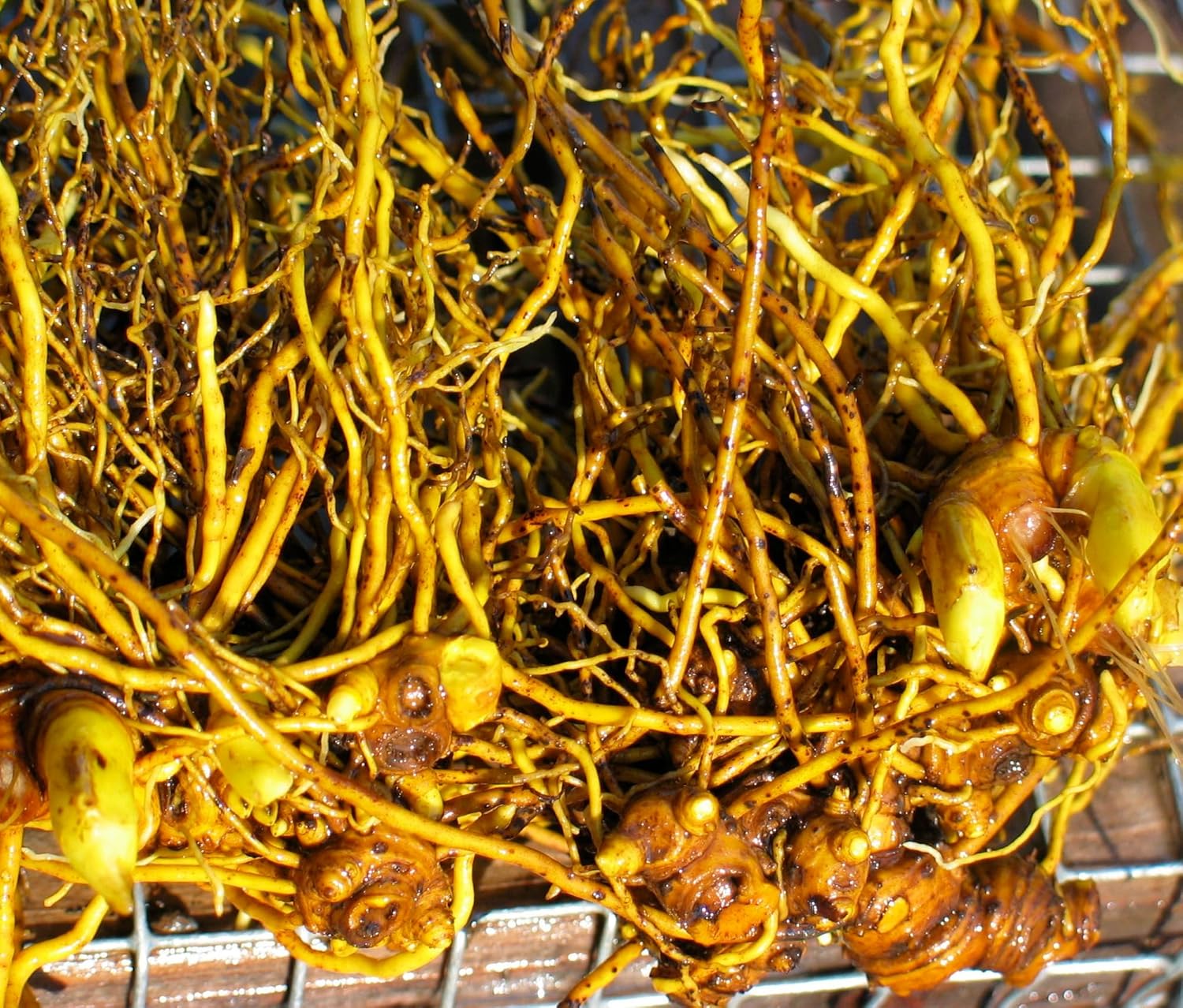 Herb Pharm Certified Organic Goldenseal Liquid Extract for Respiratory System Support - 4 Ounce - Image 7