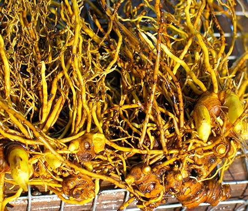 Miniatura 7 de Herb Pharm Extracto líquido orgánico certificado de sello de oro para apoyo del sistema respiratorio - 4 onzas