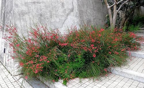 Miniatura 6 de Planta petardo I Plantas de tamaño grande de 3 galones I Russelia Equisetiformis I Flores tubulares rojas vibrantes, colibrí atractivas, tolerantes