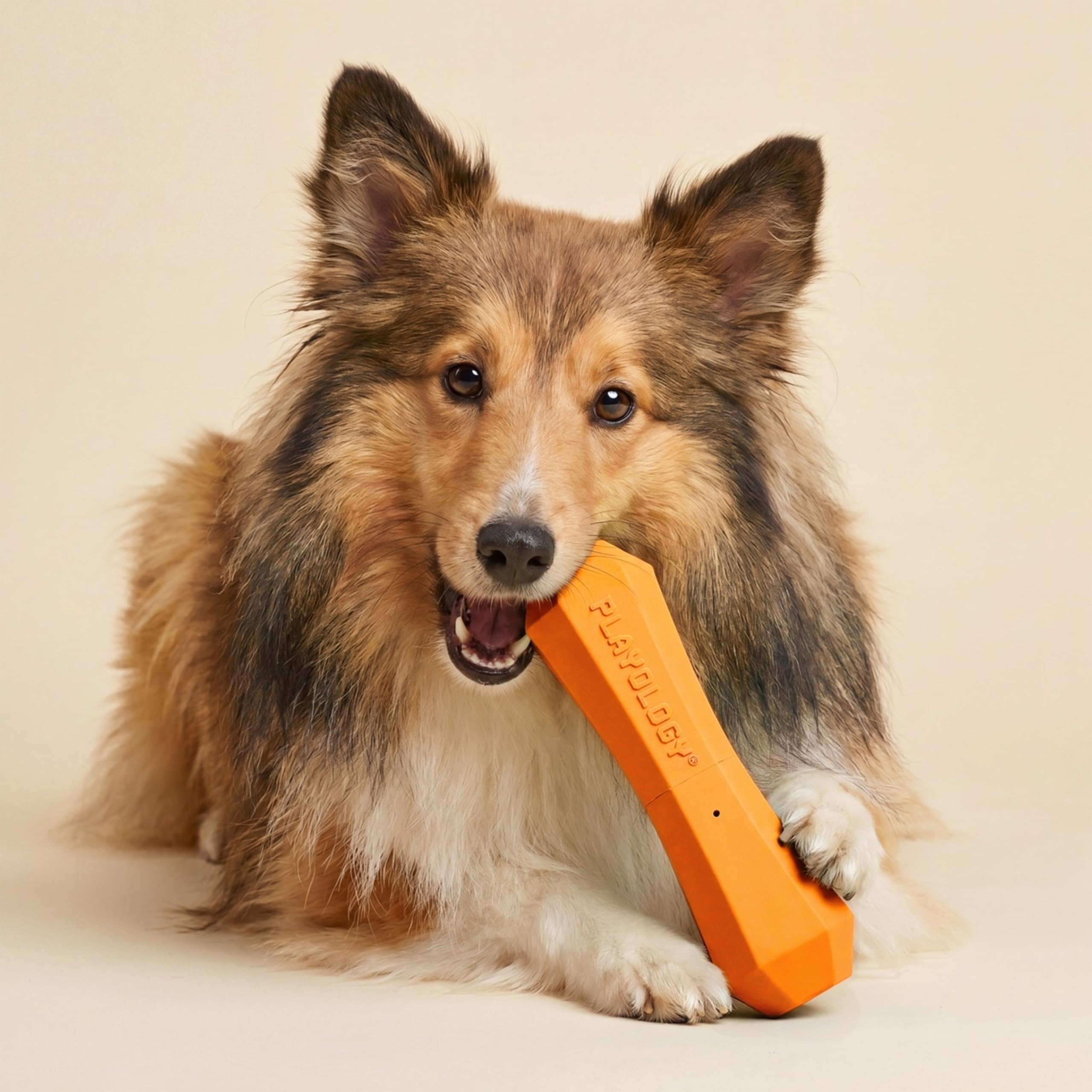 Playology Quietschender Kaustab, duftendes Hundespielzeug, mittelgroß, Cheddarduft