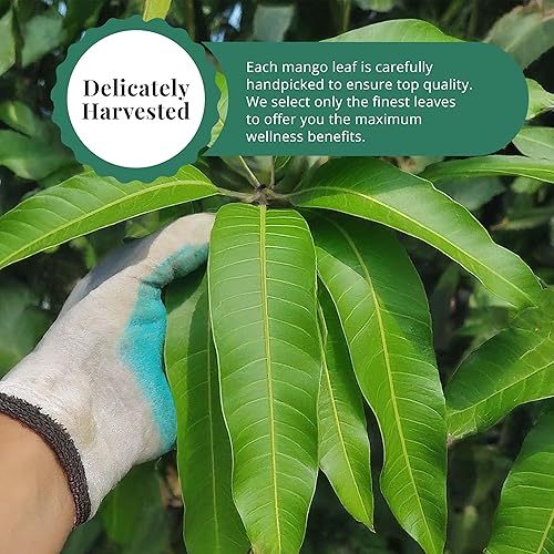Miniatura 3 de Akshit Hojas secas de mango, hojas secas, hojas de mango secas, té de hojas naturales, sin aditivos, sin cafeína, sin OMG. 5.2 oz