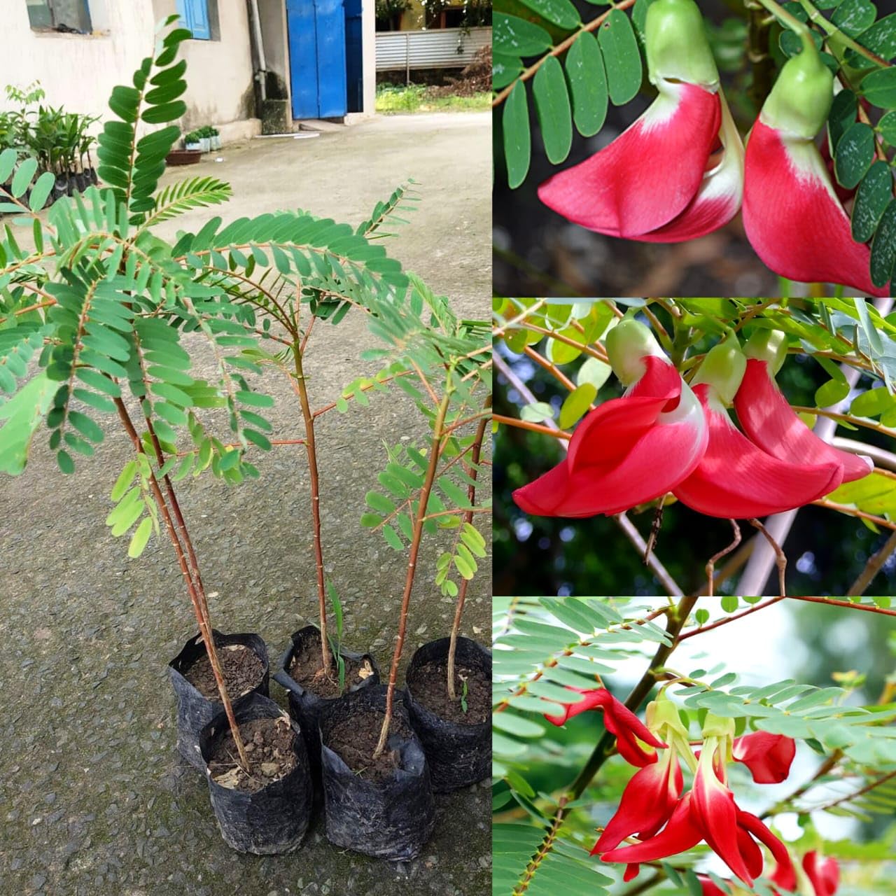 Agathi Keerai Flower Plant Live | Red Bok Phool Tree | Hummingbird Flower Plant for Garden (Pack of 1 flower live plant)-image-41