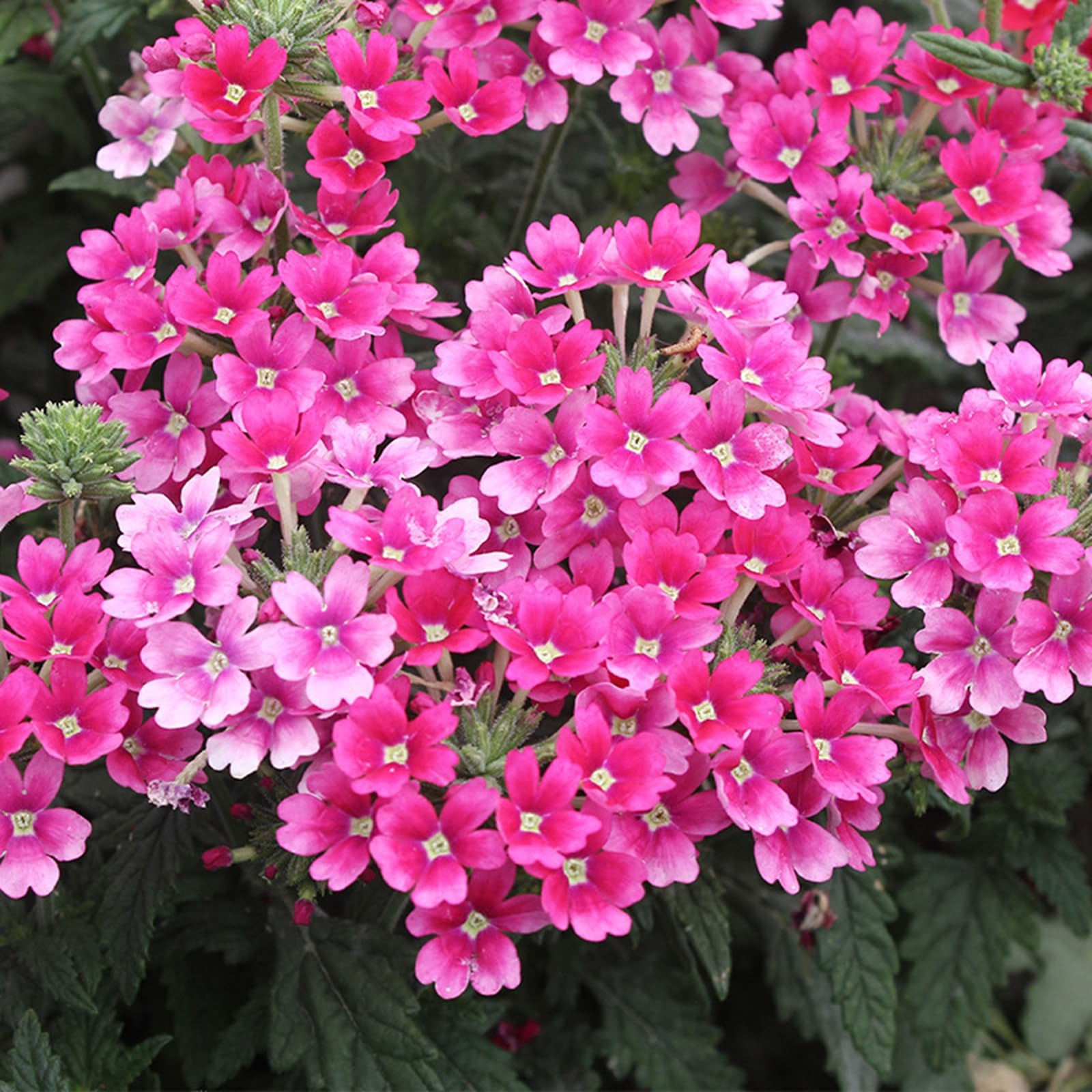 Perennial Lantana Seeds for Planting-Garden Decoration, Hardy, Professional Planting, Simple to Grow, Outdoor Garden Displays-500Count-D