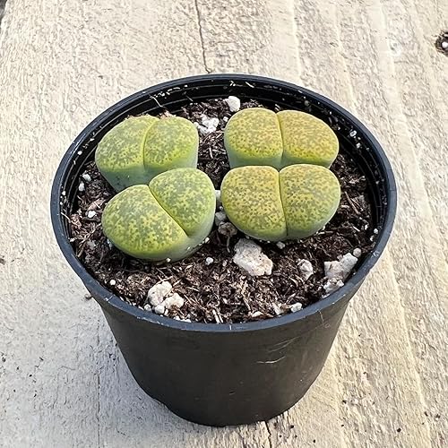 Miniatura 3 de L. lesliei SSP. lesliei v. lesliei Albinica, planta de piedra viva rara totalmente enraizada en maceta de 2 pulgadas, bonita planta suculenta en