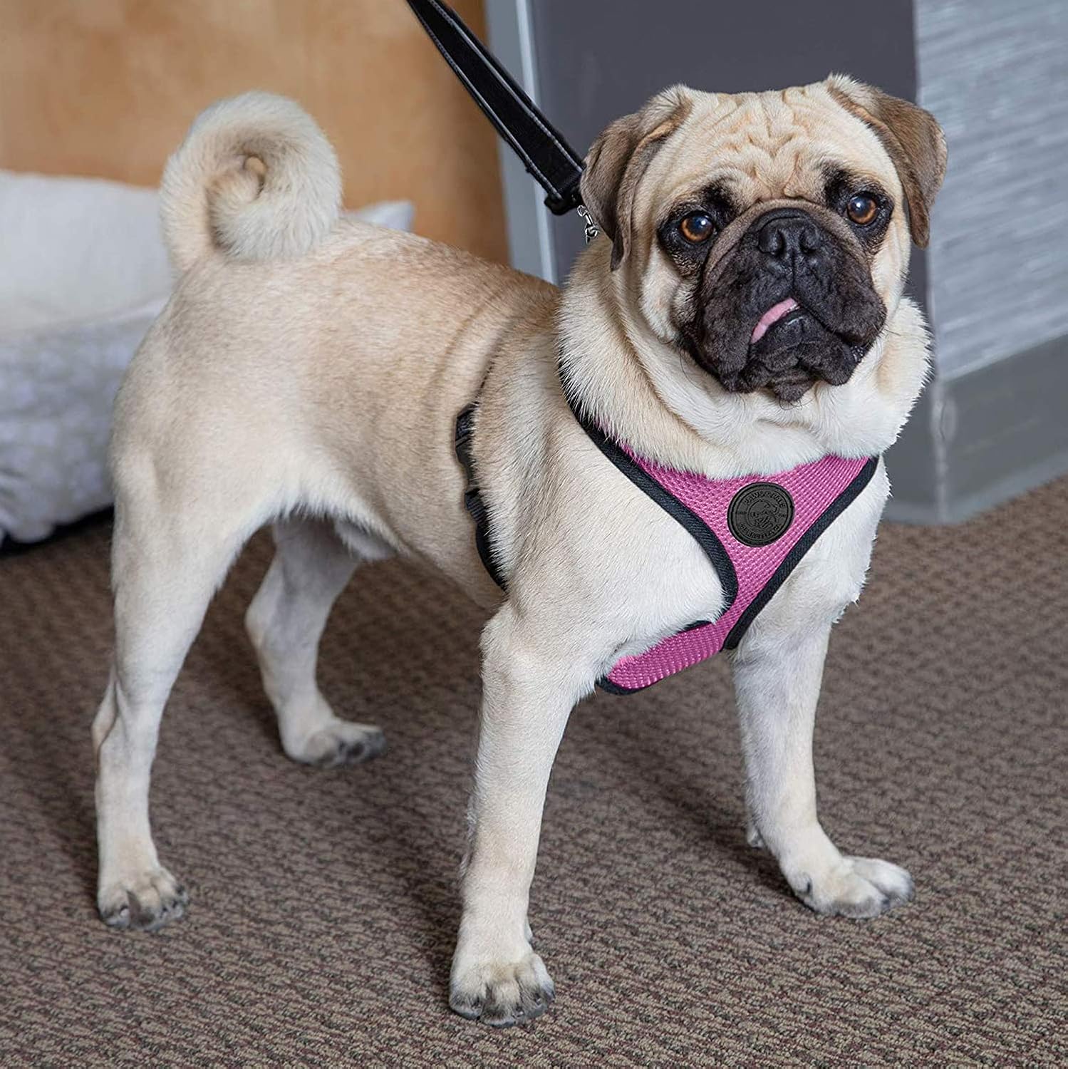 Paws & Pals Pet Control Harness for Dog & Cat Easy Soft Walking Collar, Small