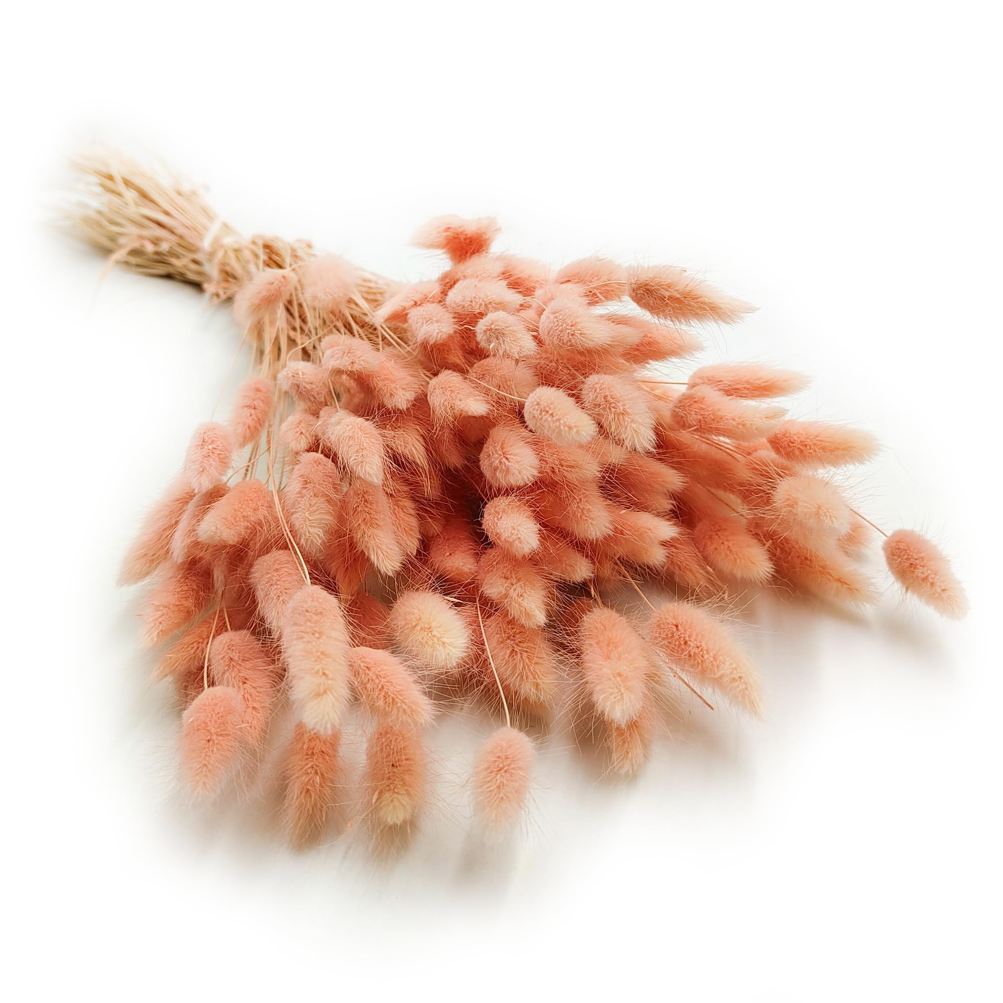 Enchanted Dekogras Getrocknetes Gras Ziergras Hasenschwänze Lagurus Ovatus Samtgras Häschen-Schwanzgras Trockenblumen Natürlich Boho 120 - 150 Stück 100 g Lachsrosa