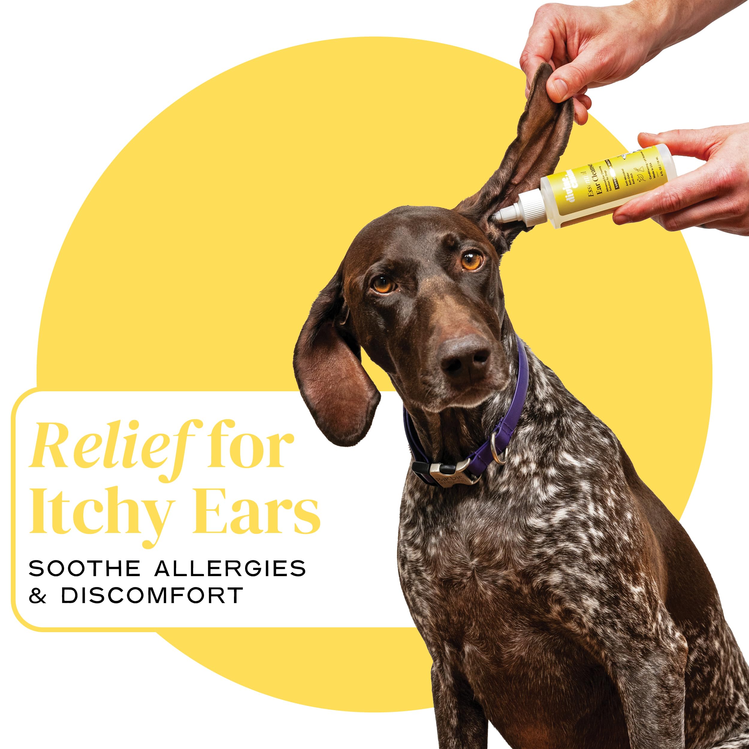 Divine Canine Dog Ear Cleaner - 8 Fl Oz of Dog Ear Wash - Drops to Dissolve Wax, Combat Odor, and Support Healthy Ears - Made with Chamomile, Honey, and Aloe - Made in The USA - image 4